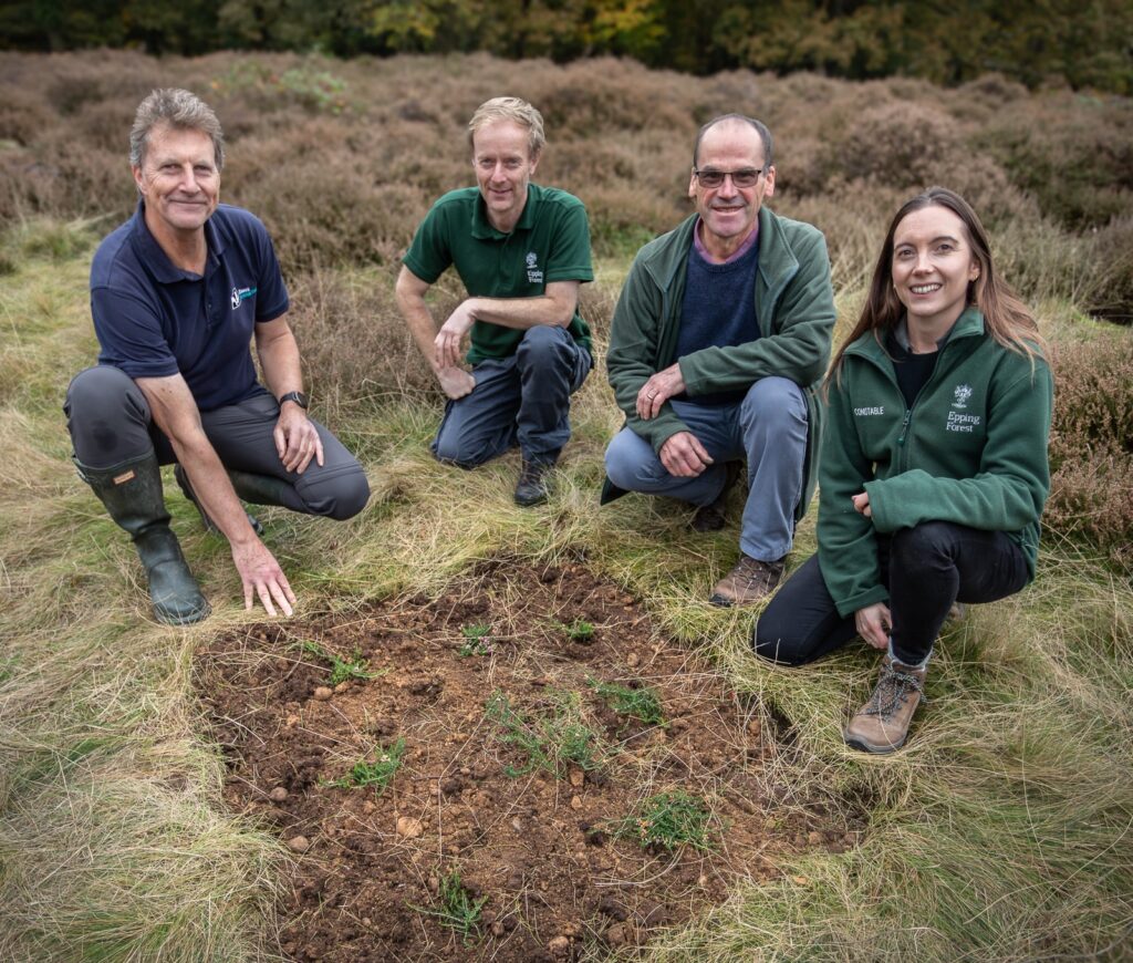 Epping Forest: Rare Bell Heather to Return After 50 years