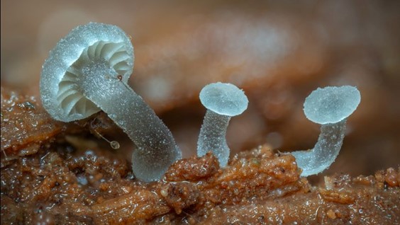 Burnham Beeches: Species of mushroom “new to science” discovered