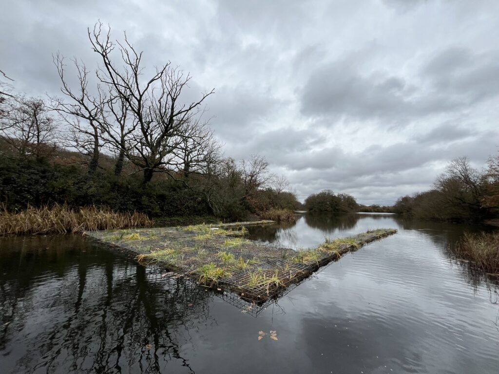 Epping Forest: Floating Reedbed Launched at Wanstead Park to Improve Water Quality